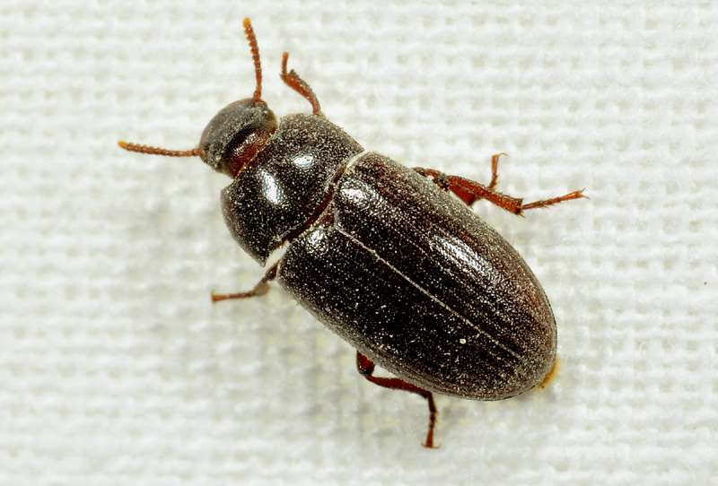 Alphitobius diaperinus (Tenebrionidae)